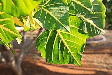 生存恐怖《法罗斯之光》上架Steam 支持中文